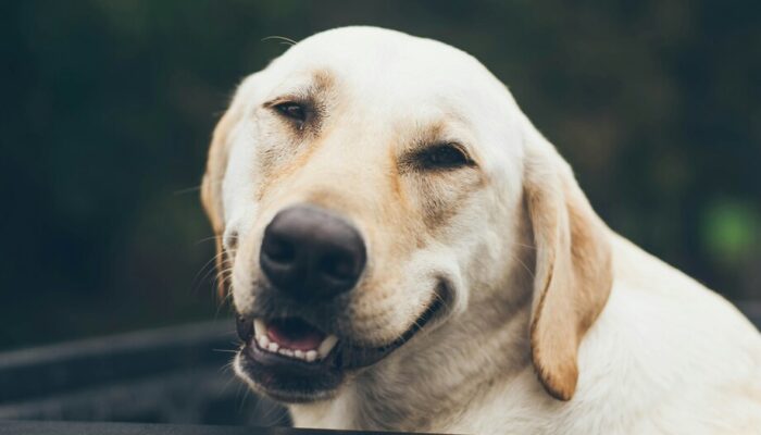 Devolver el sentido al debate sobre los animales